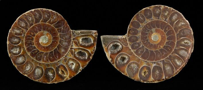Small Desmoceras Ammonite Pair - #49831